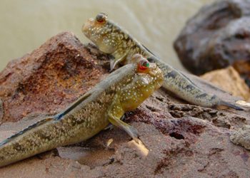 Ученые обнаружили у рыб водяной язык для охоты на суше