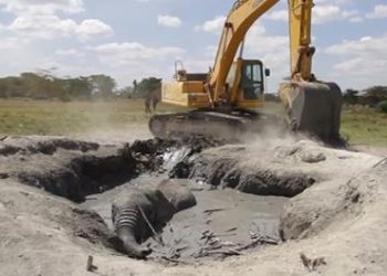 В сети появилось видео со спасением слона кенийскими строителями