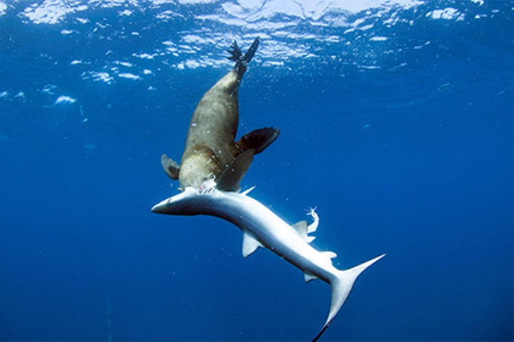 охота под водой на акул
