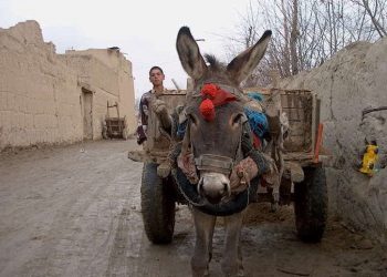 В Узбекистане школьников заставили приносить навоз