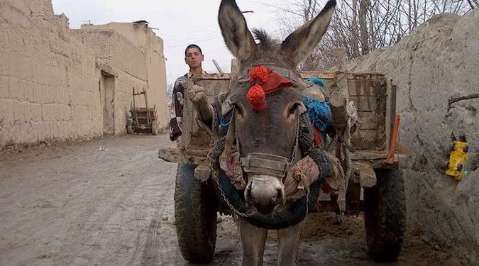 В Узбекистане школьников заставили приносить навоз