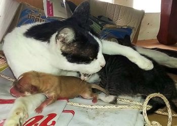 В Таиланде кошка «усыновила» новорожденного щенка