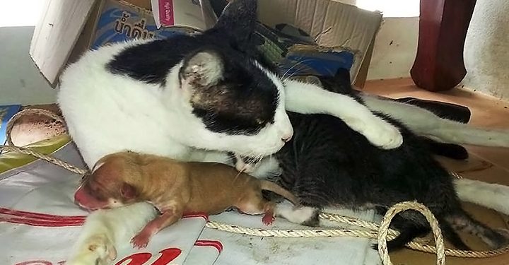 В Таиланде кошка «усыновила» новорожденного щенка