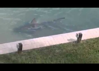 Американец снял на видео акулу, которую обнаружил возле своего дома