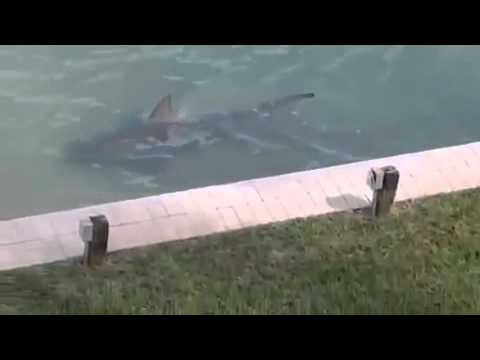 Американец снял на видео акулу, которую обнаружил возле своего дома