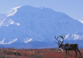 Ученые установили, что от глобального потепления пострадают 97% животных и птиц Аляски