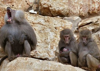 Самцов бабуинов привлекает в самках не величина ягодиц, вопреки распространенному мнению