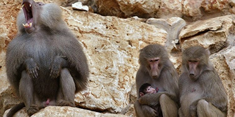 Самцов бабуинов привлекает в самках не величина ягодиц, вопреки распространенному мнению