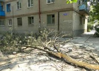 В Полтавской области под упавшим деревом погиб ребёнок