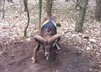 В сети появилось видео со спасением неуклюжего дикого барана