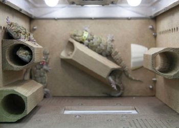 В Сети появилось видео с гекконами, которые играют в невесомости