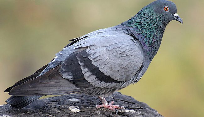 В Славянске произошла драка со стрельбой из-за кражи голубя