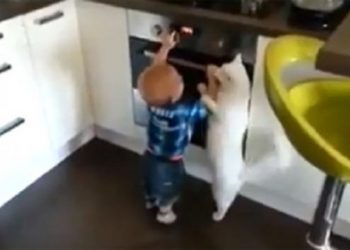 Интернет покорило видео с котом, который защищает ребенка от духовки