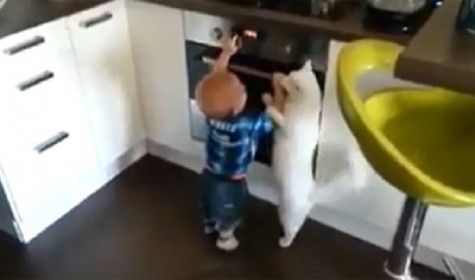 Интернет покорило видео с котом, который защищает ребенка от духовки