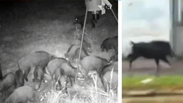 Столицу Латвии терроризируют лесные свиньи