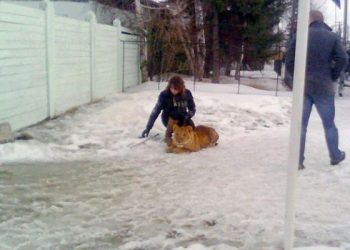 В российской Сибири лев растерзал школьницу