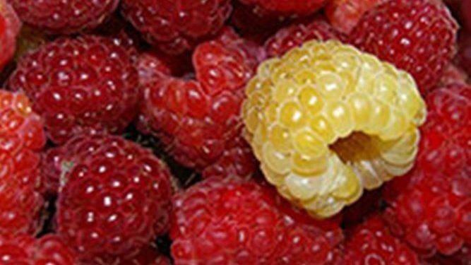 Названо секретное оружие против рака