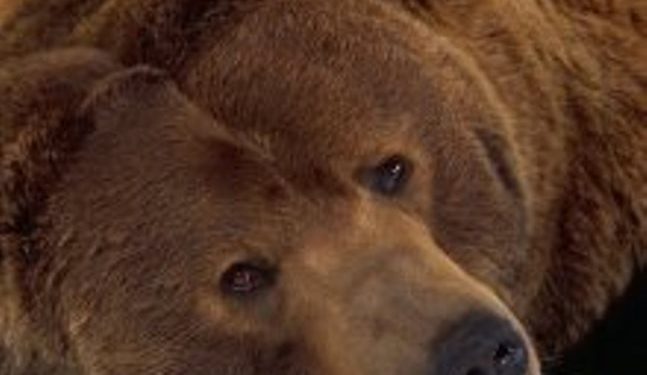 Скандальная фотосессия русских девушек с медведями шокировала англичан