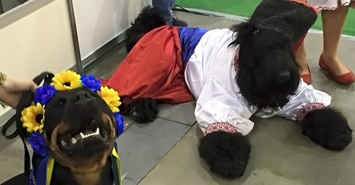 В Киеве устроили парад животных, наряженных в рубахи-вышиванки и шаровары