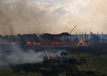 Под Киевом на Пасху в приюте для животных сгорело 70 собак