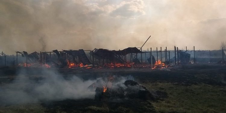 Под Киевом на Пасху в приюте для животных сгорело 70 собак