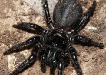 Ученые обнаружили в Сочи представителей класса насекомых неизвестного науке вида