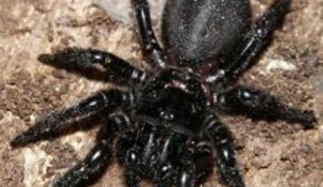 Ученые обнаружили в Сочи представителей класса насекомых неизвестного науке вида