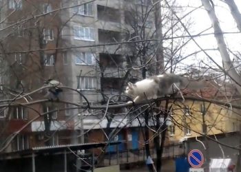 В Сети появилось видео с вороной, которая затроллила кота на ветке дерева