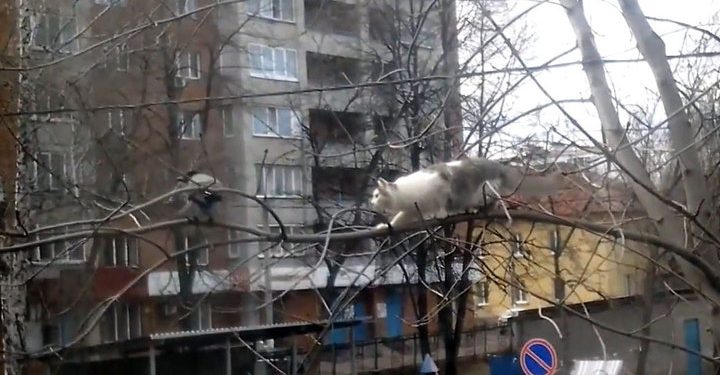 В Сети появилось видео с вороной, которая затроллила кота на ветке дерева