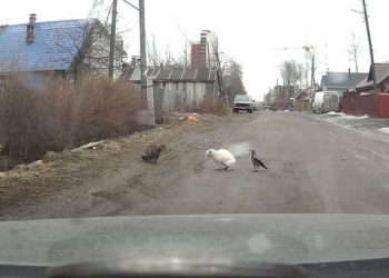 Житель Петрозаводска стал свидетелем "криминальной разборки" между вороной и котом