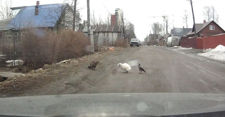 Житель Петрозаводска стал свидетелем "криминальной разборки" между вороной и котом