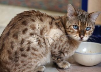 Кот Симба, замурованный в ванной, прожил почти месяц без еды и воды