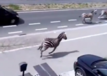 В Сети появилось видео с зебрами, которые гуляли по Брюсселю