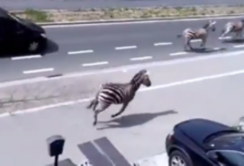В Сети появилось видео с зебрами, которые гуляли по Брюсселю