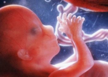 Стало известно, чем питается эмбрион в первые 11 недель жизни