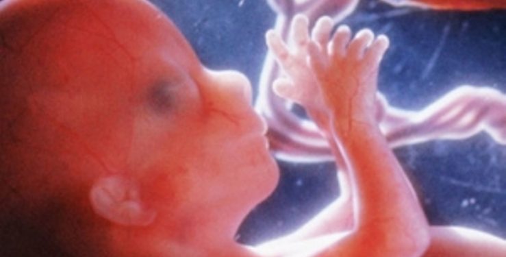 Стало известно, чем питается эмбрион в первые 11 недель жизни