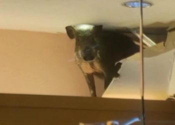 В сети появилось видео с кабаном, который устроил дебош в торговом центре