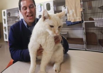 Американский ветеринар утверждает, что кошки пытаются разговаривать с людьми