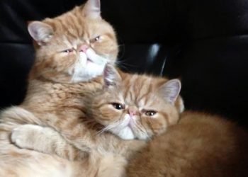 Видео с "поцелуями" кошек покорило интернет