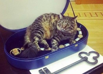 Рижский мэр предложил проверить думского кота Кузю на знание латышского языка