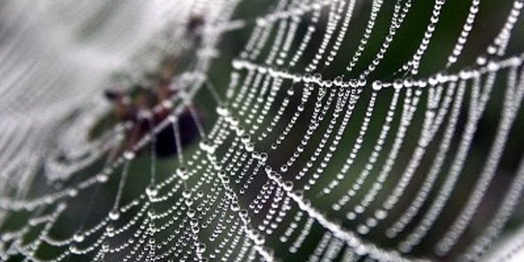 Исследователи хотят создать паутины, которая выдержит вес падающего самолета