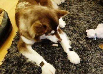 Сын китайского миллиардера купил своей собаке Apple Watch