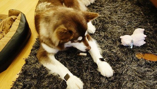 Сын китайского миллиардера купил своей собаке Apple Watch