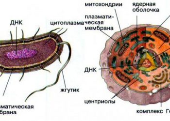 Было обнаружено недостающее звено эволюции