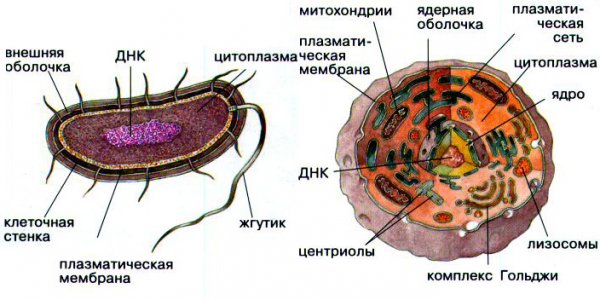 Было обнаружено недостающее звено эволюции