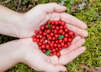 Врачи сообщили о полезных свойствах брусники