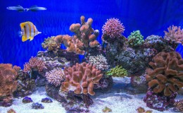 Ученые спасают кораллы от разрушения
