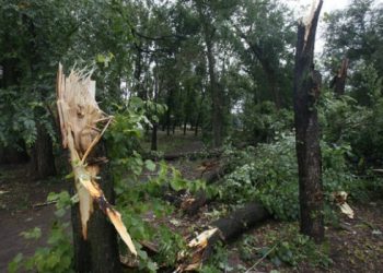 В Луганске ураган вырвал с корнем деревья, - пресса
