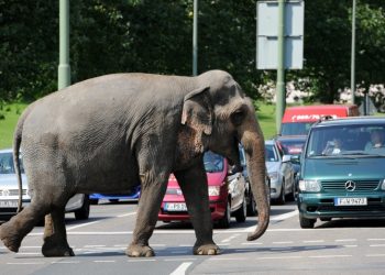В Германии слон убил мужчину