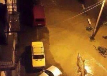 В сети появились фото плавающих по центру Тбилиси крокодилов и других животных